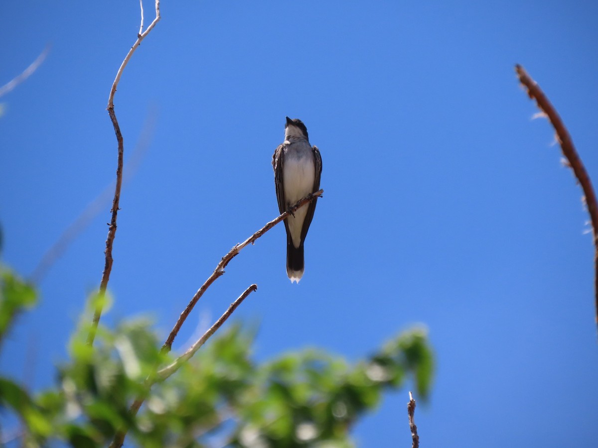 Eastern Kingbird - ML246114801