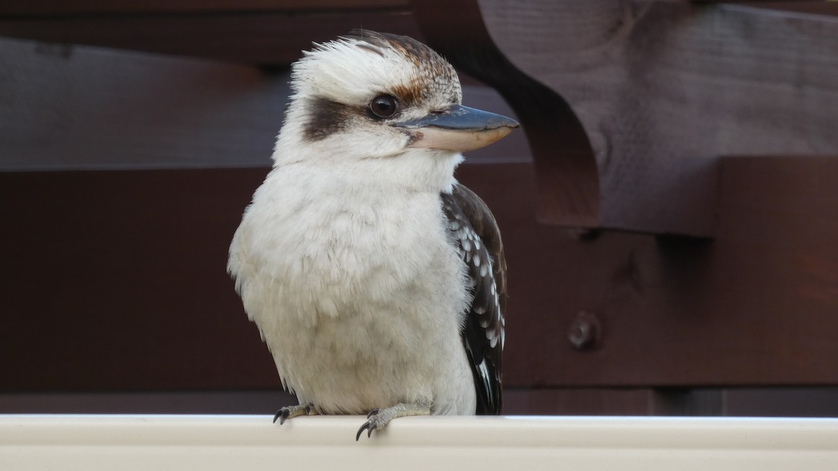 Laughing Kookaburra - ML246114841