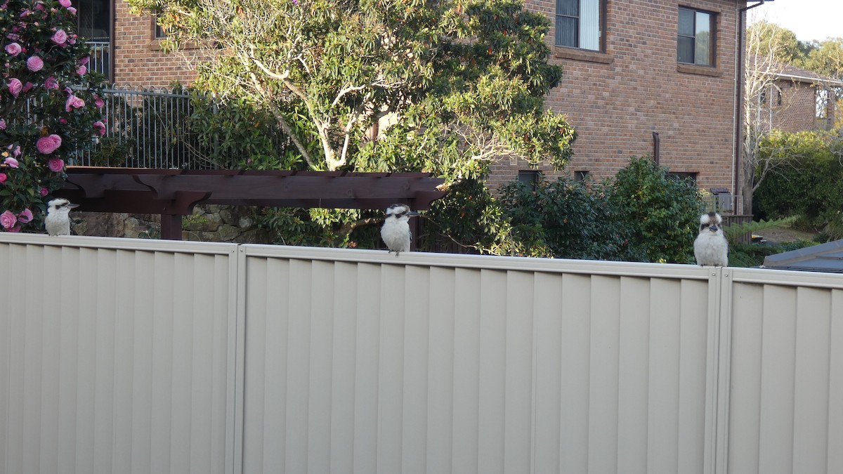 Laughing Kookaburra - ML246114851