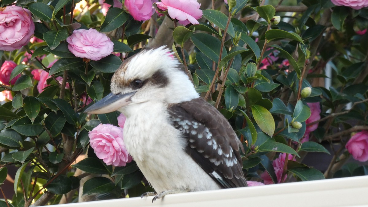 Laughing Kookaburra - ML246114881