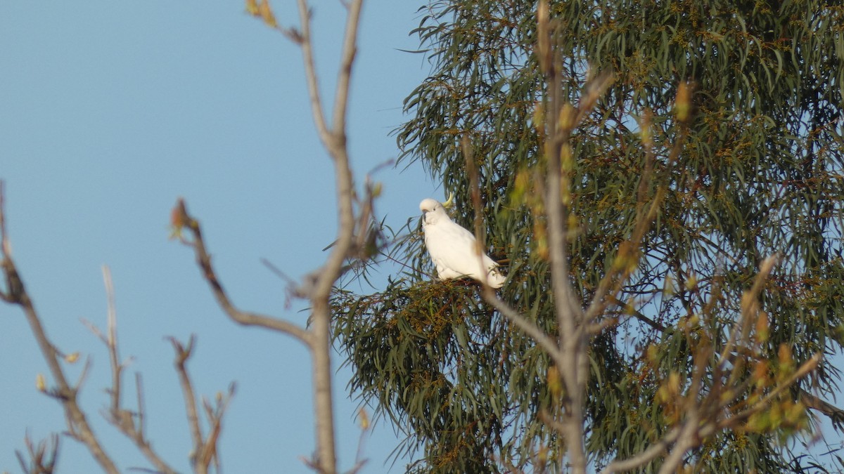 Sulphur-crested Cockatoo - ML246114951