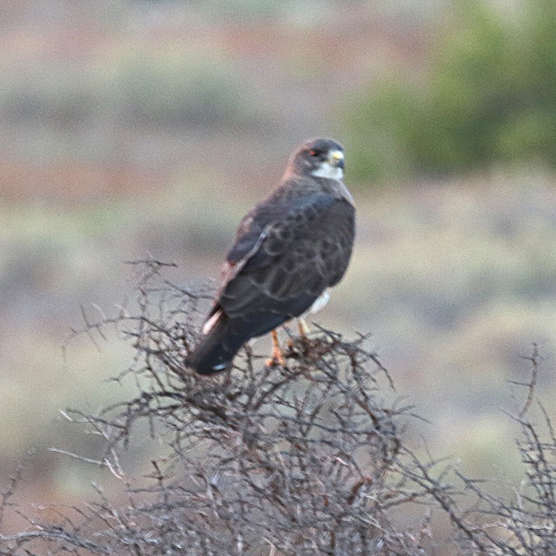 Swainson's Hawk - Jonathan Dowell