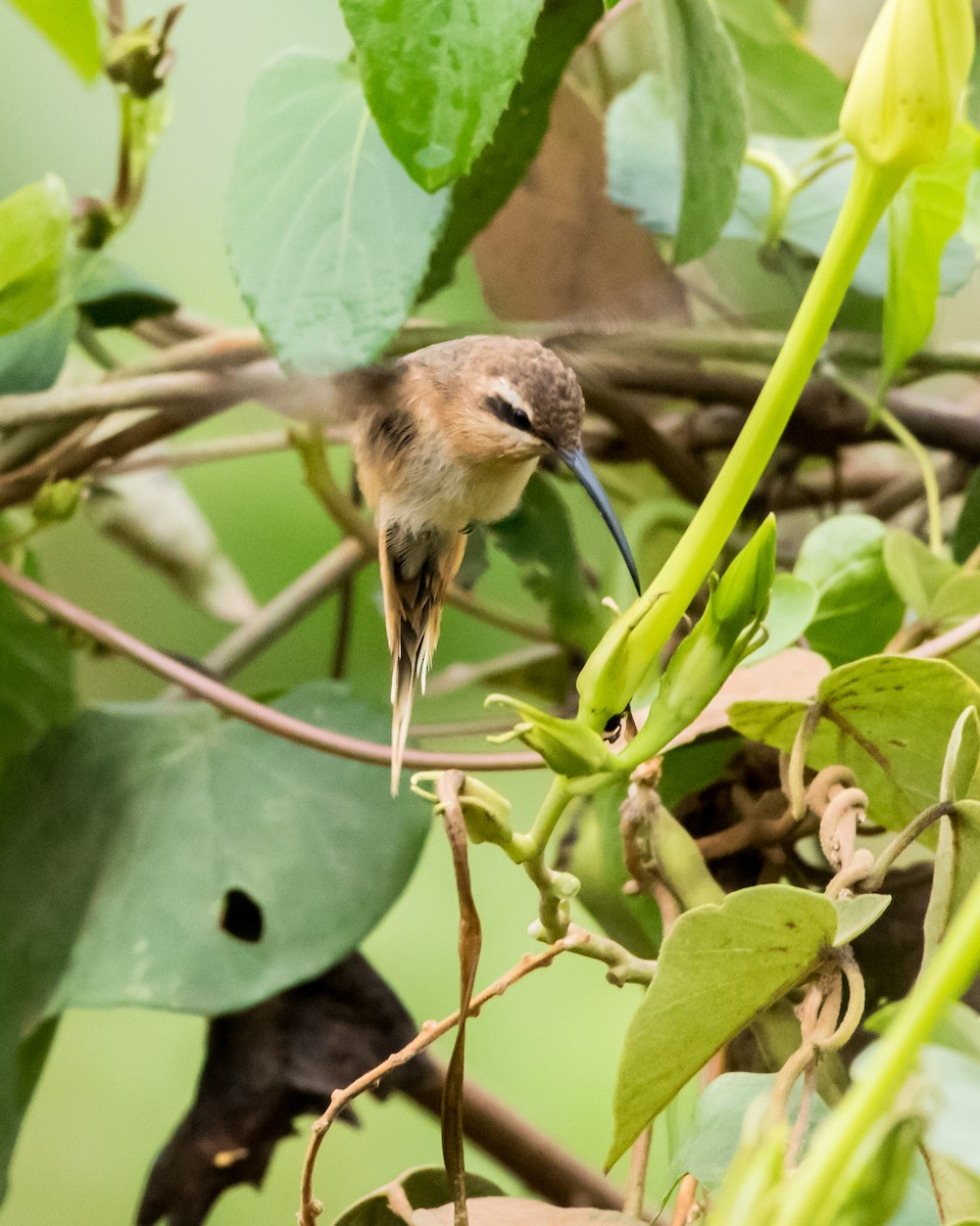 Cinnamon-throated Hermit - ML246121351