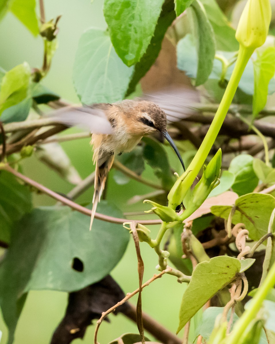 Cinnamon-throated Hermit - Hank Davis