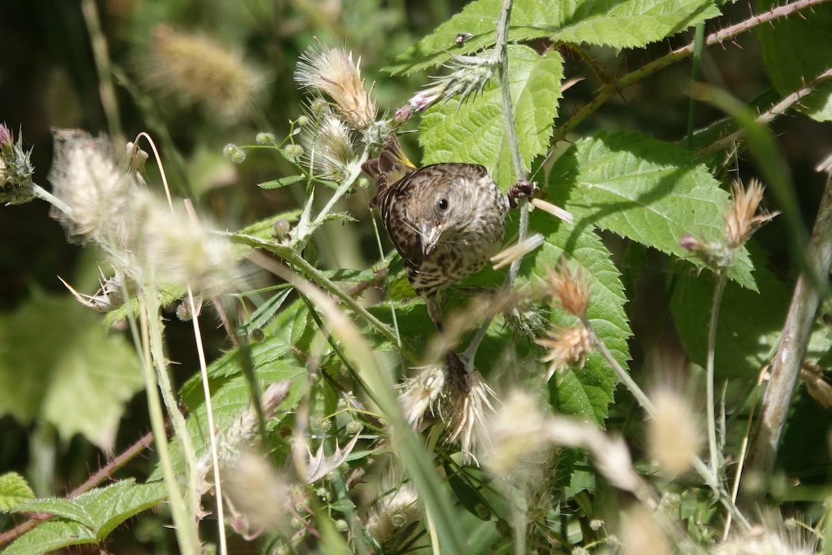 Pine Siskin - ML246121481