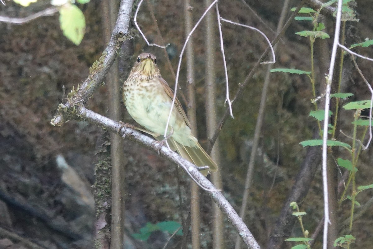 Swainson's Thrush - ML246122651