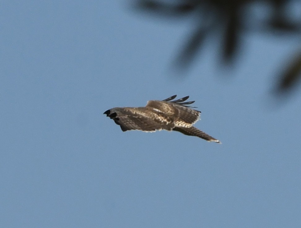 Red-tailed Hawk - ML246122921