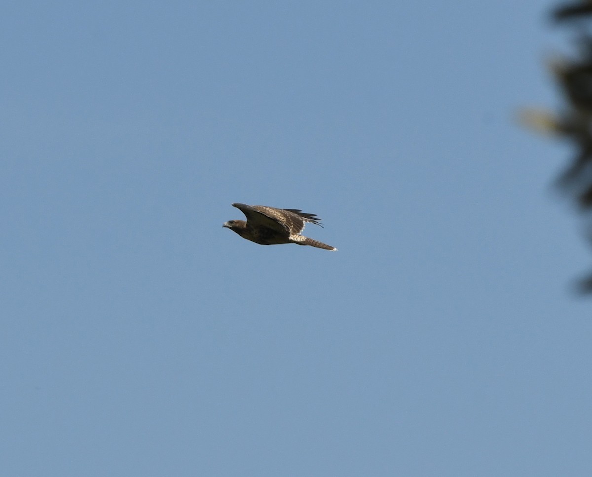 Red-tailed Hawk - ML246122941