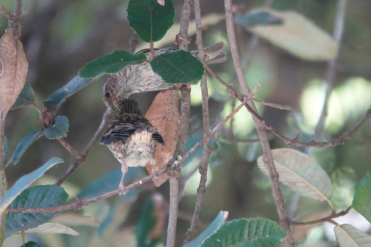 Pine Siskin - ML246124851