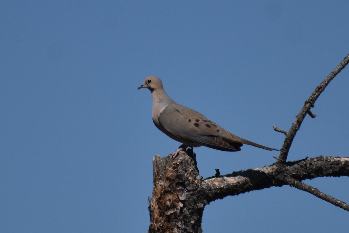 Carolinataube - ML246124861