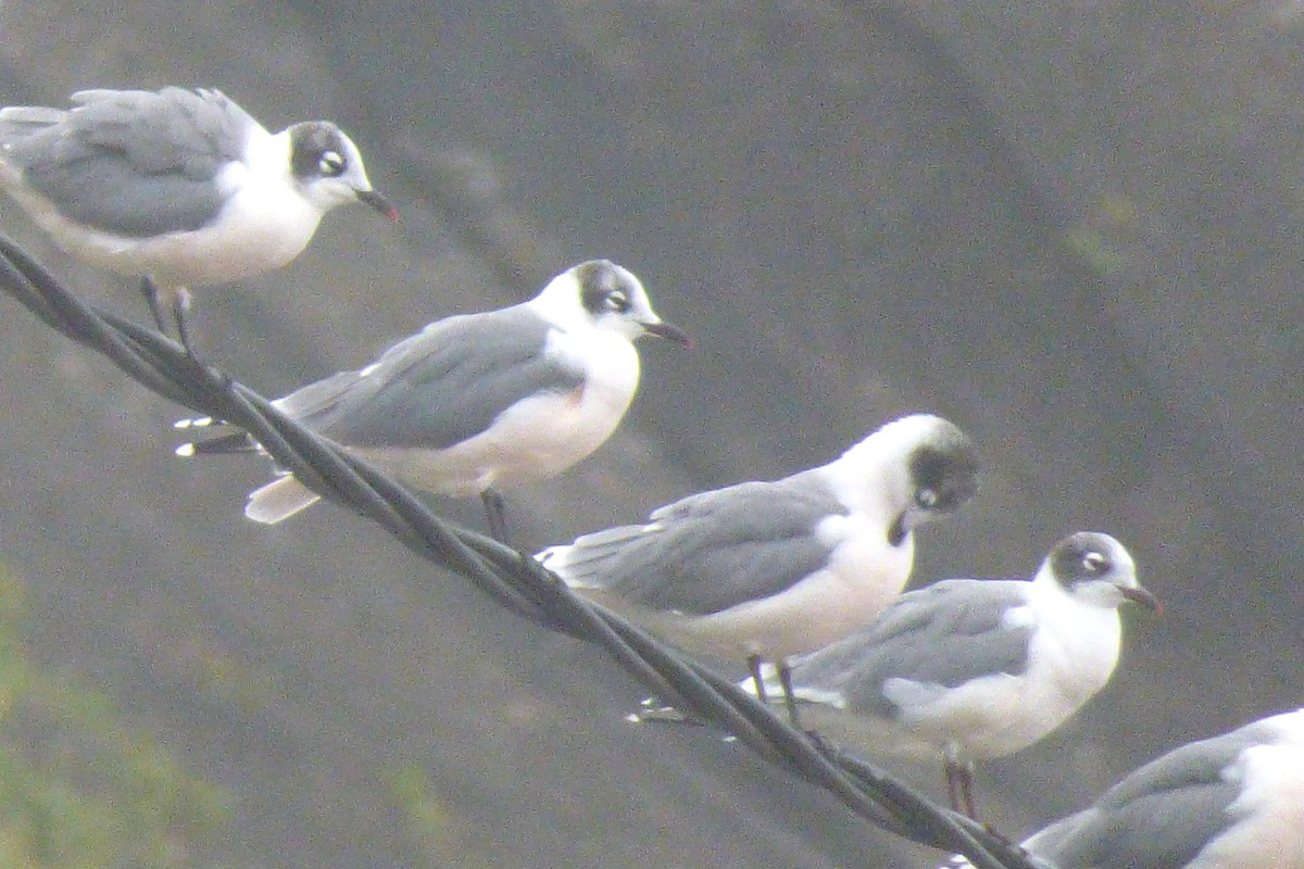 Franklin's Gull - ML24612631