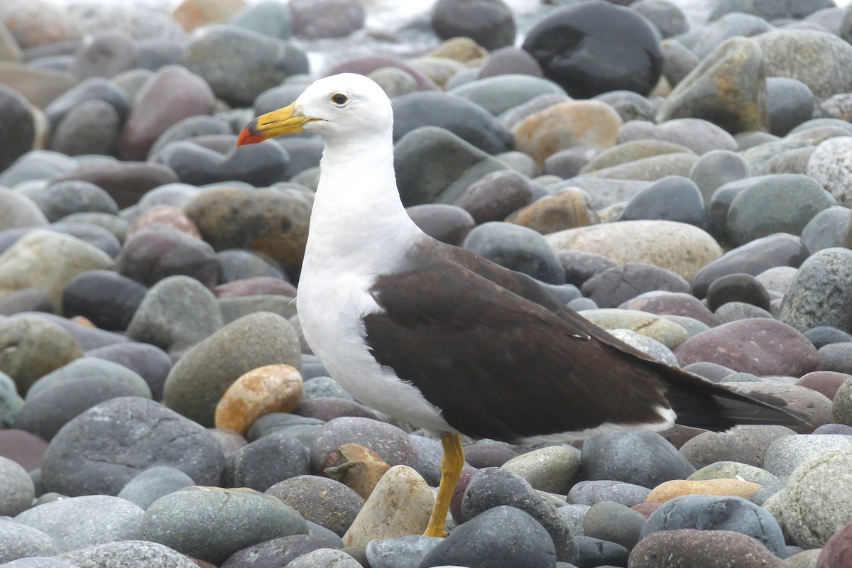 Belcher's Gull - ML24612691