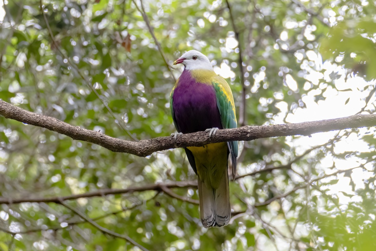 Wompoo Fruit-Dove - ML246127211