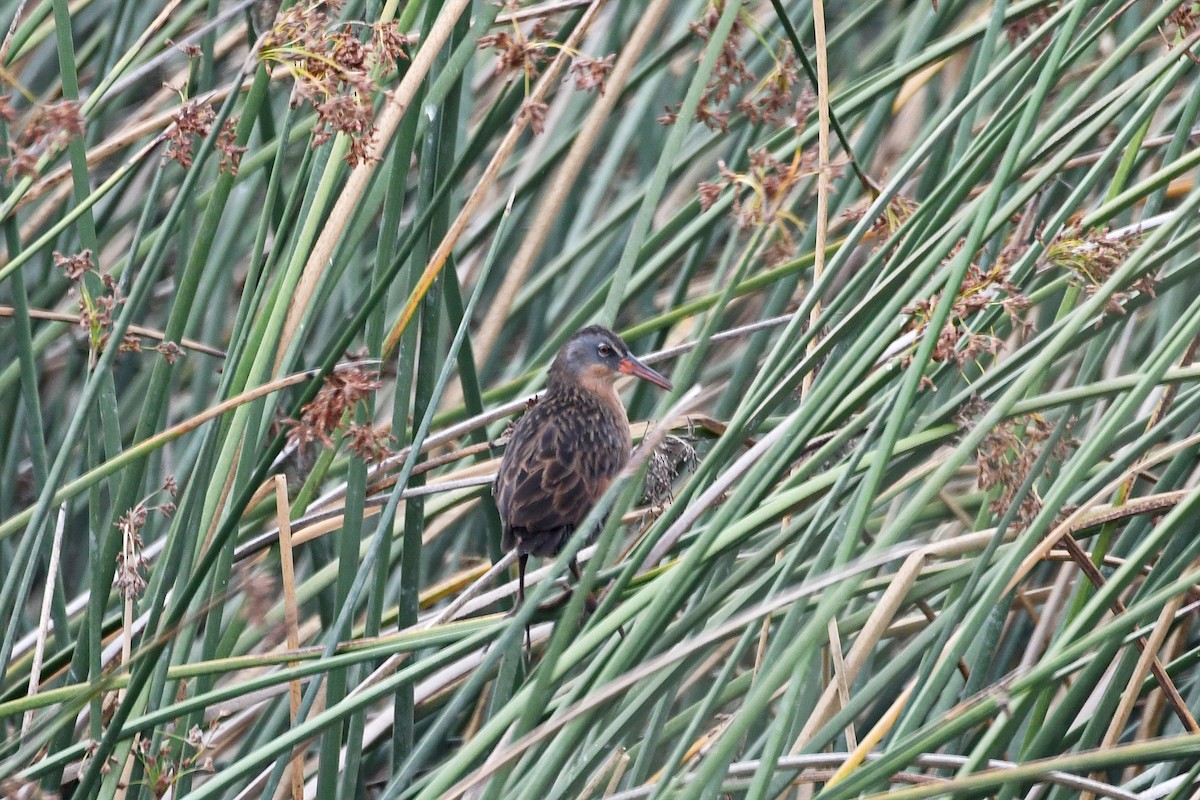 Virginia Rail - ML246127311