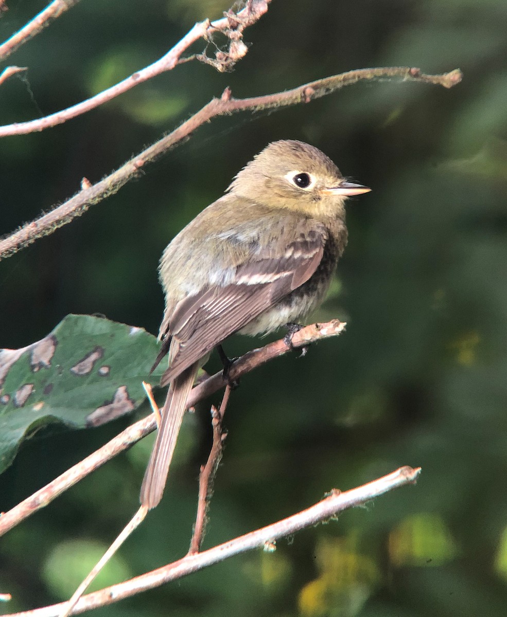 Western Flycatcher (Pacific-slope) - ML246128301