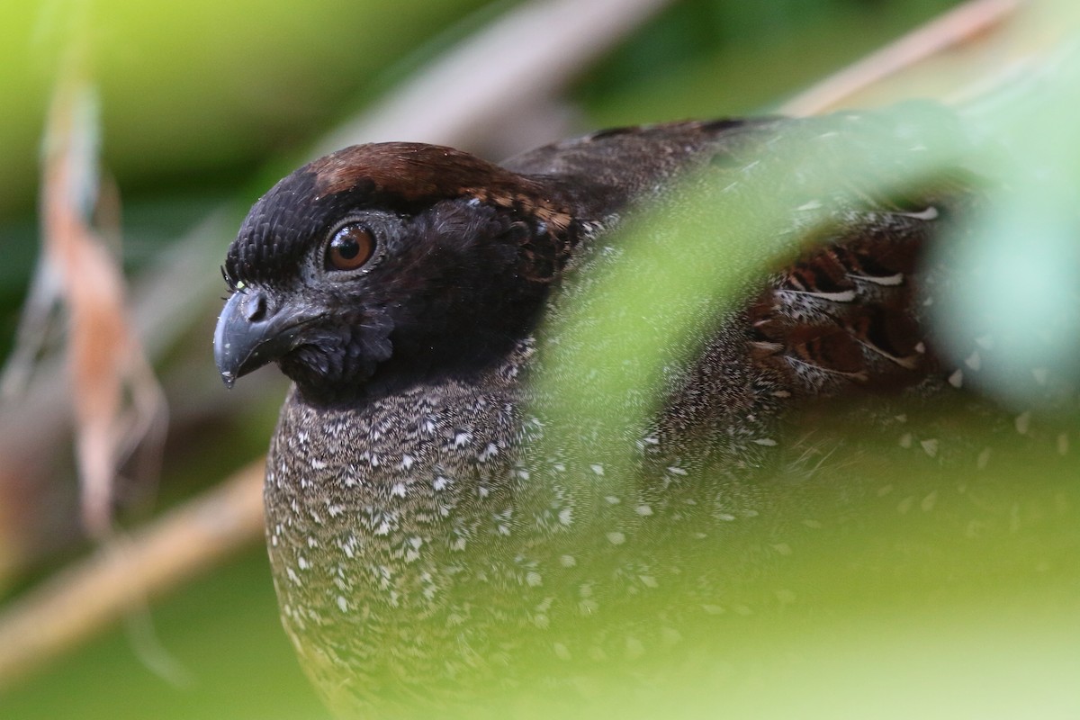 Black-fronted Wood-Quail - Bruce Robinson