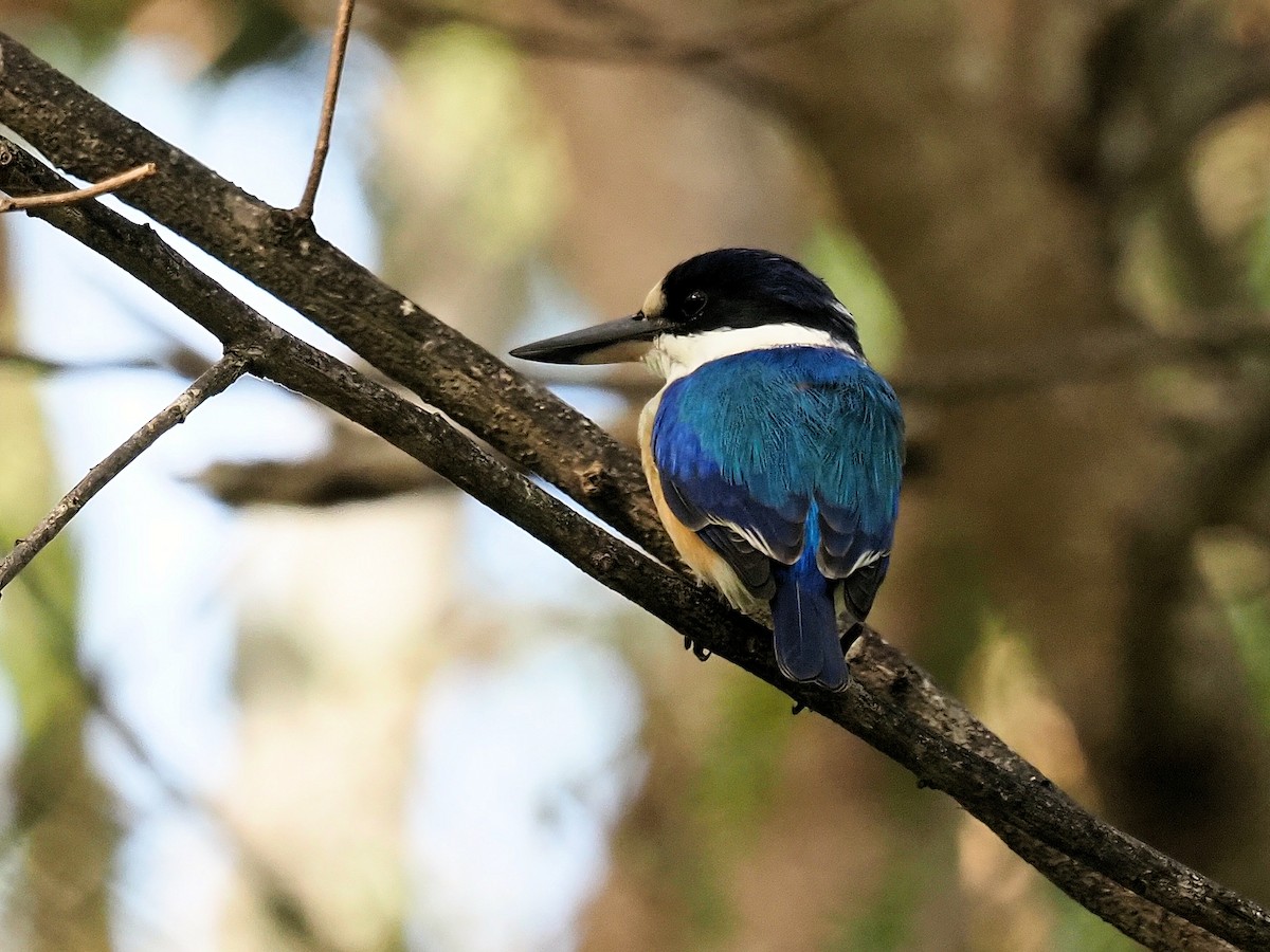 Forest Kingfisher - ML246129091