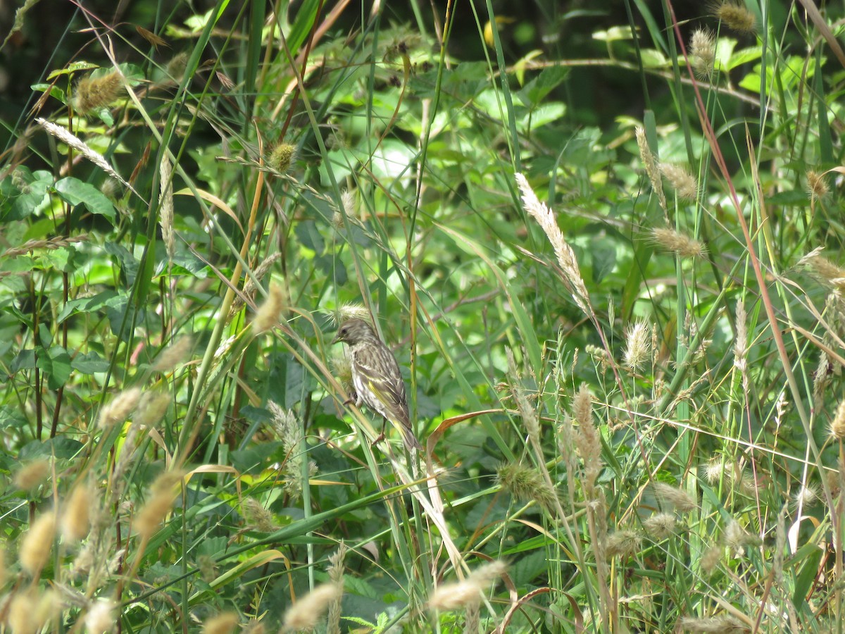 Pine Siskin - ML246130051