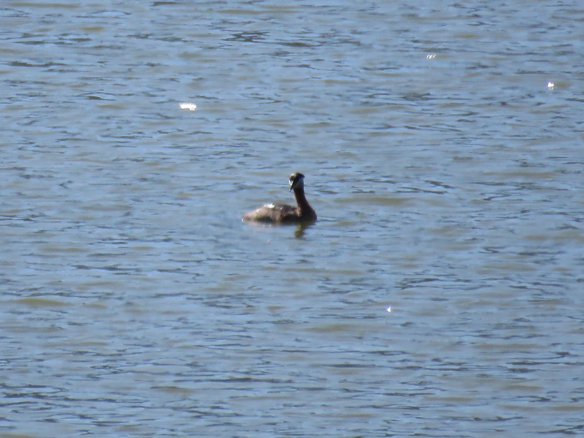 Red-necked Grebe - ML246130621