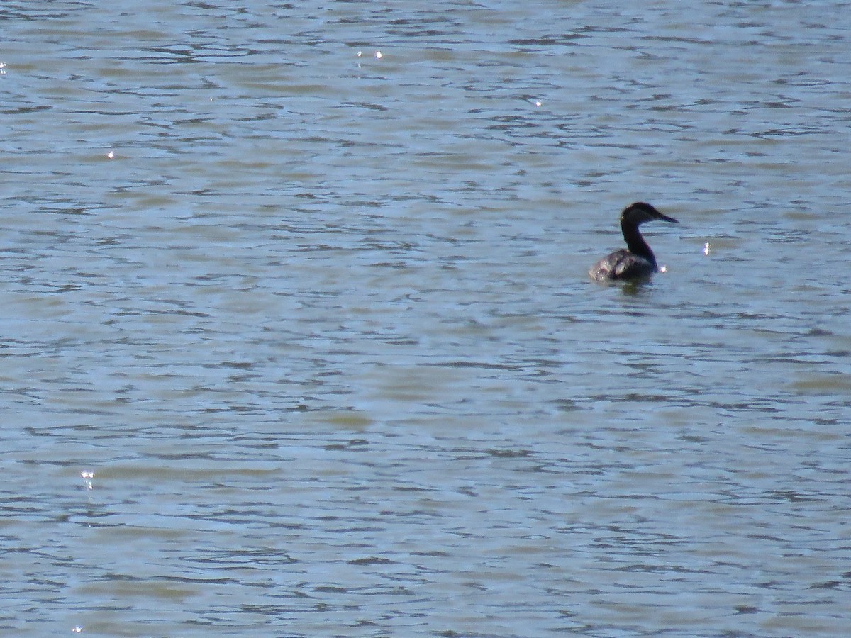 Red-necked Grebe - ML246130631