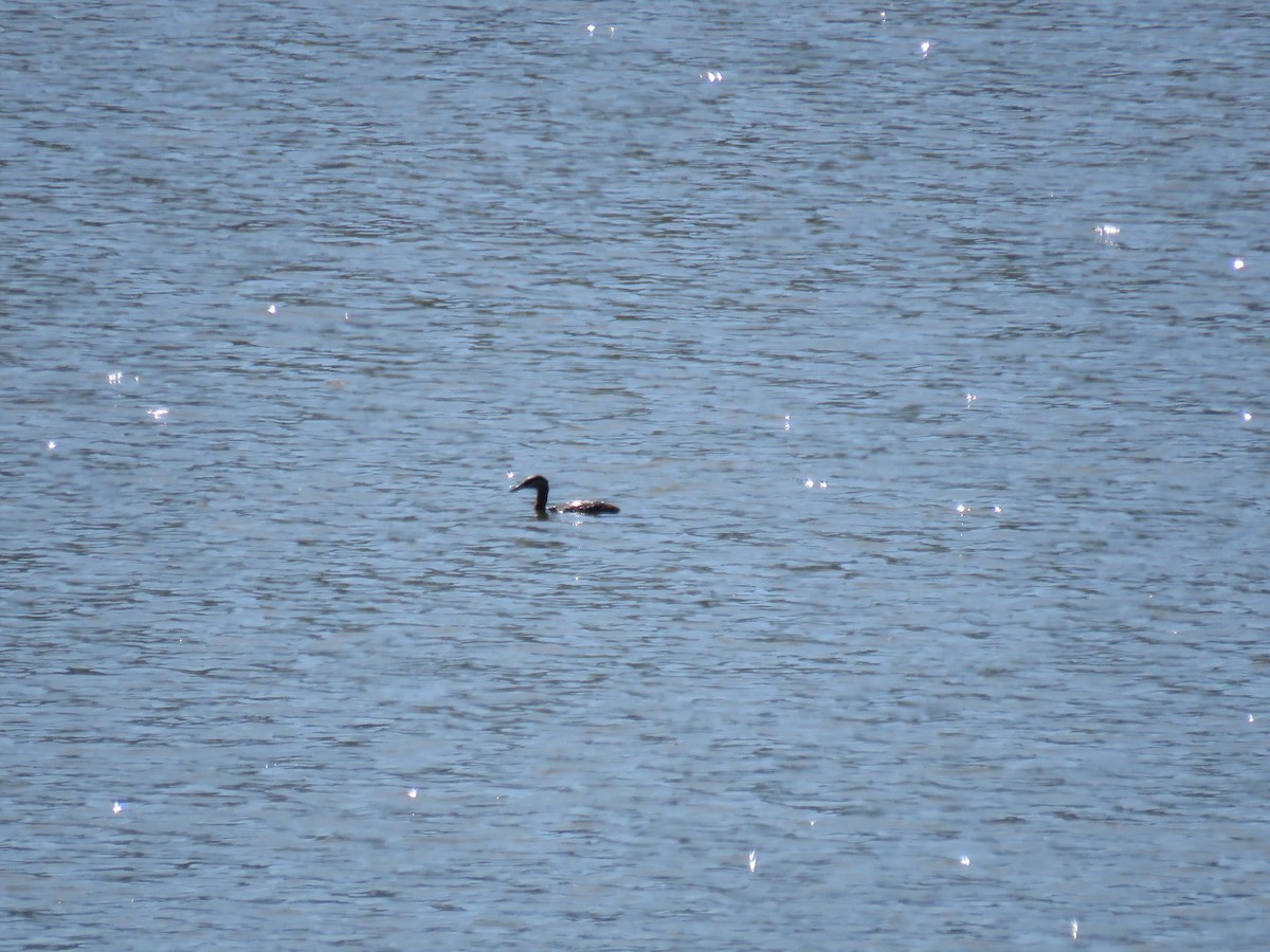 Red-necked Grebe - ML246130641