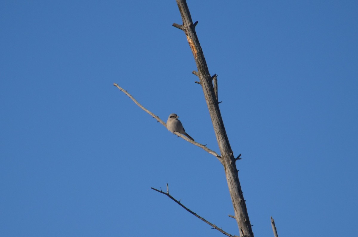 חנקן צפוני - ML24613471