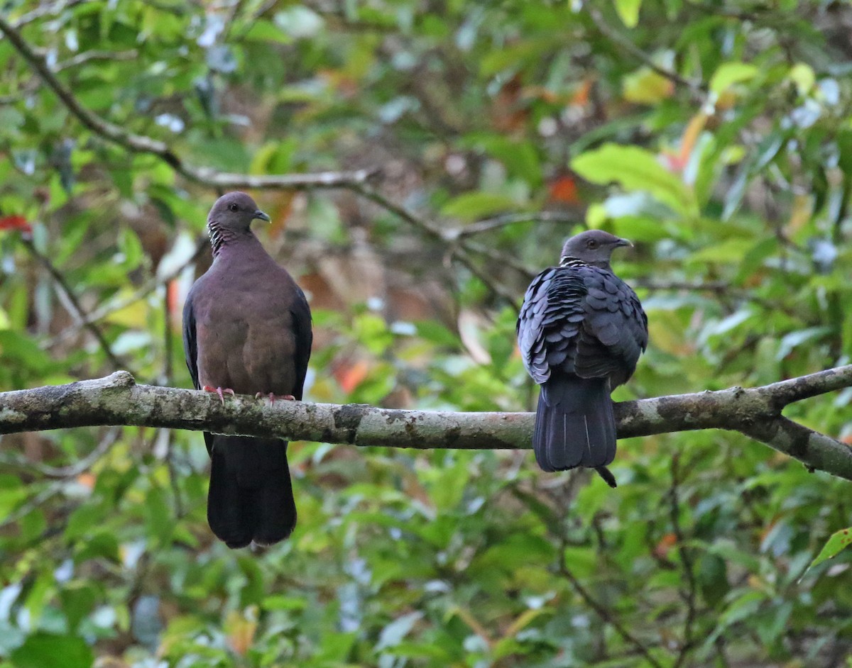 Pigeon de Ceylan - ML246135401