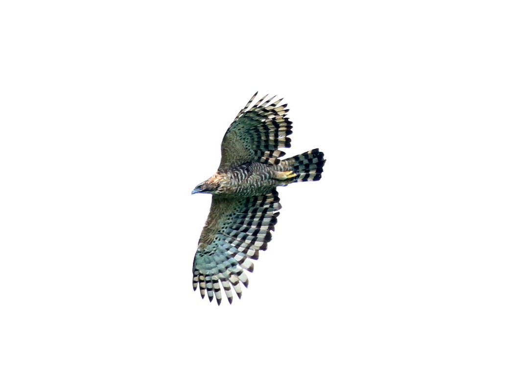 Legge's Hawk-Eagle - ML246135511