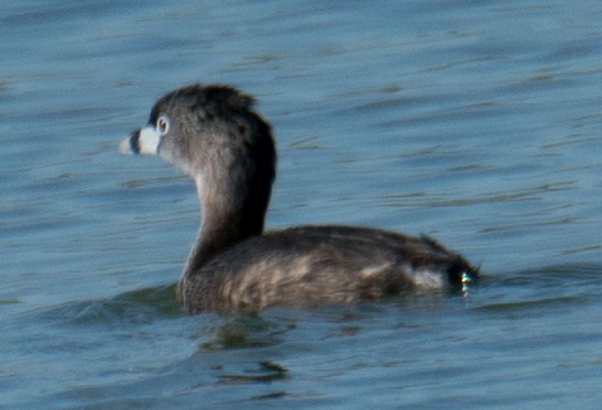 Pied-billed Grebe - ML246139991