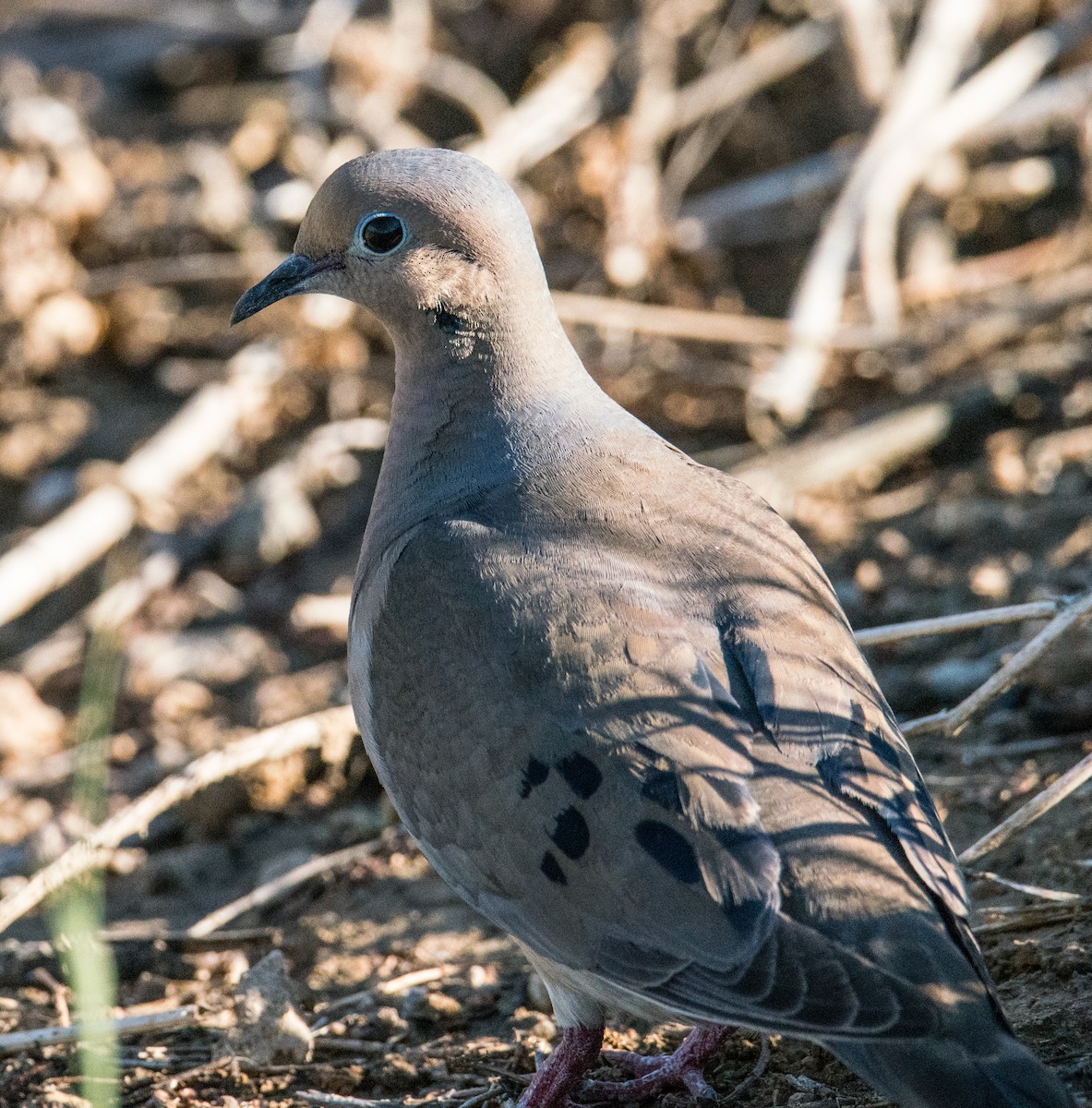 Mourning Dove - ML246140101