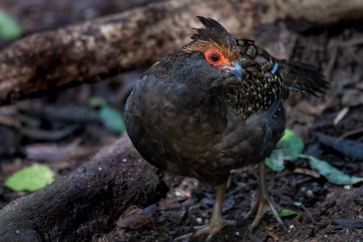 Spot-winged Wood-Quail - ML246140501