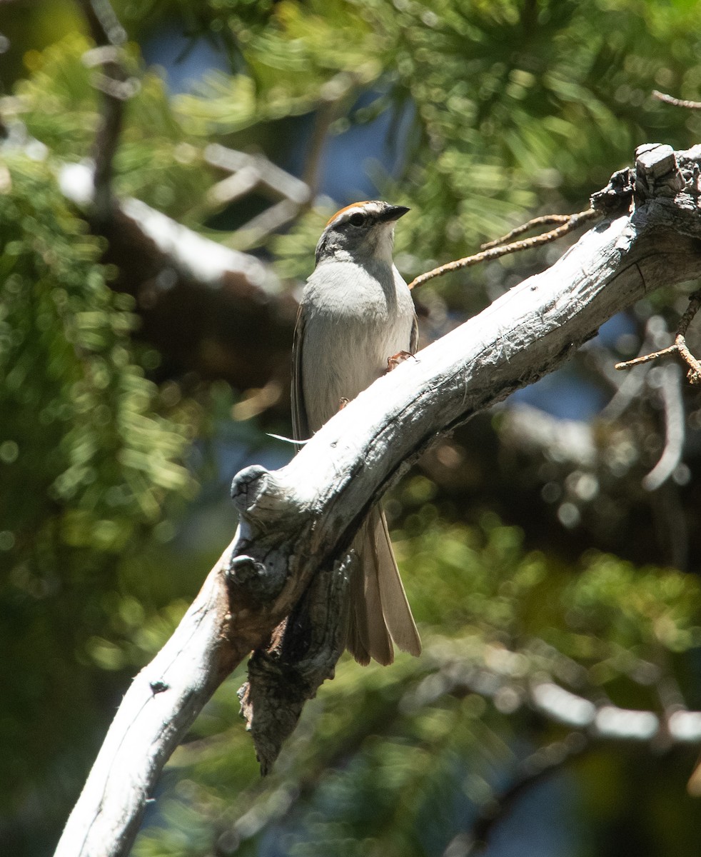 Chipping Sparrow - ML246141511