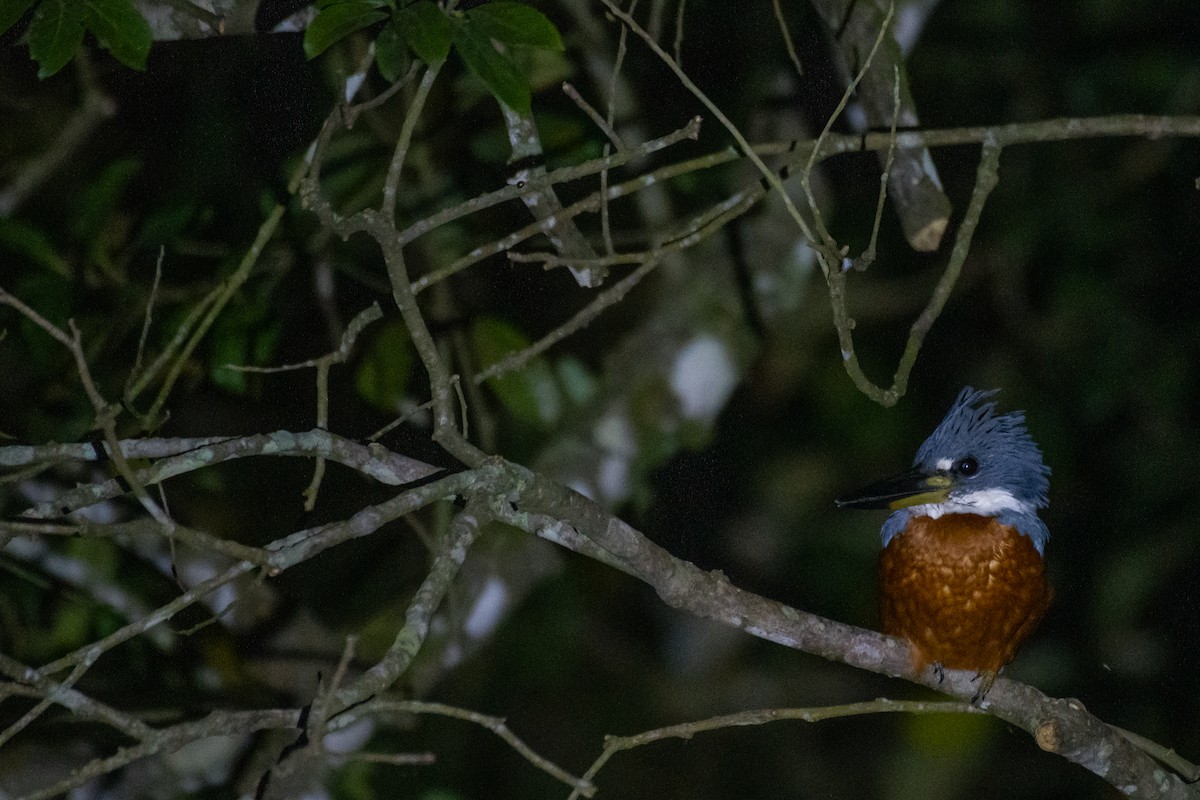 Ringed Kingfisher - ML246143011