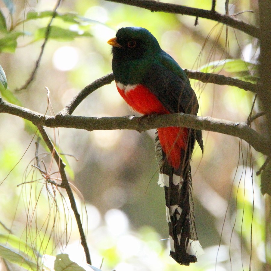 Mountain Trogon - ML246143721