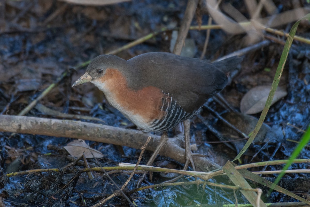 Rufous-sided Crake - Victor Castanho