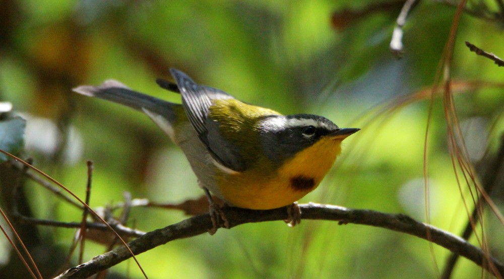 Crescent-chested Warbler - ML246144511