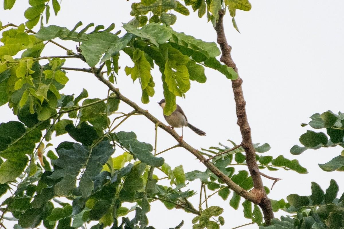 Gray-breasted Prinia - ML246144821