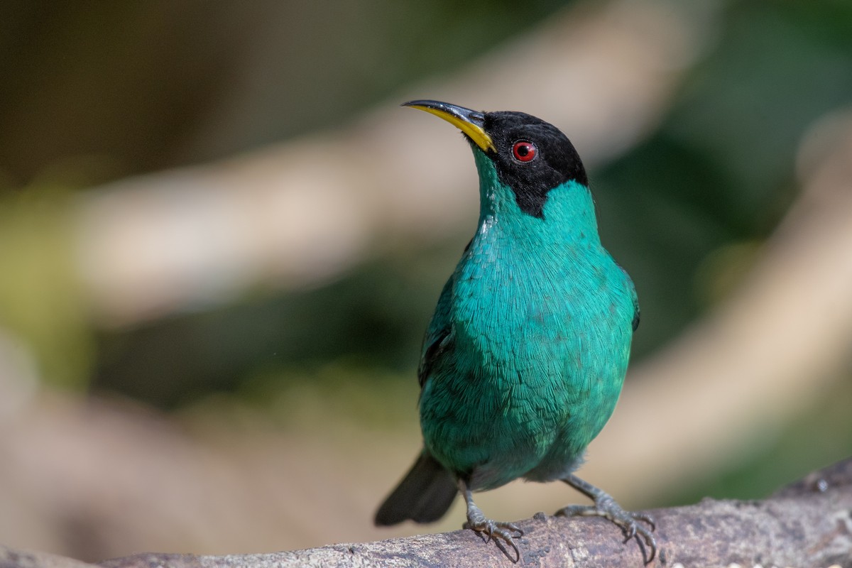 Green Honeycreeper - ML246145781