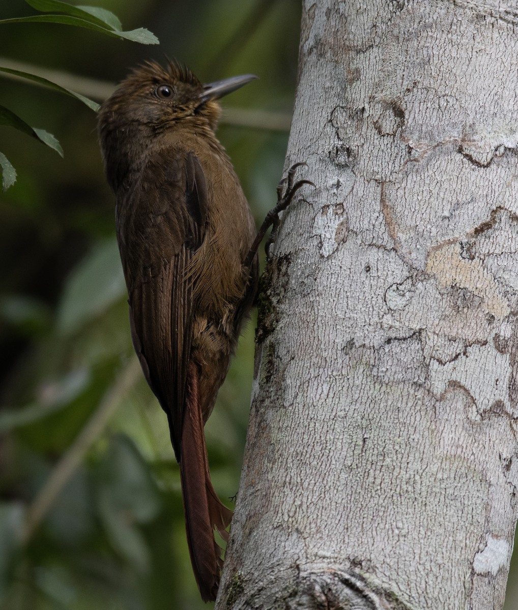 Plain-winged Woodcreeper (Plain-winged) - ML246145901