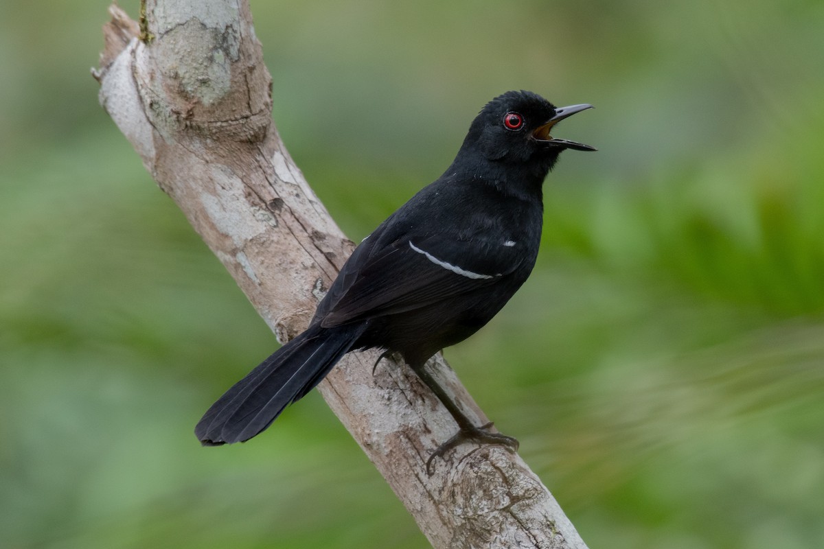 White-shouldered Fire-eye - Victor Castanho