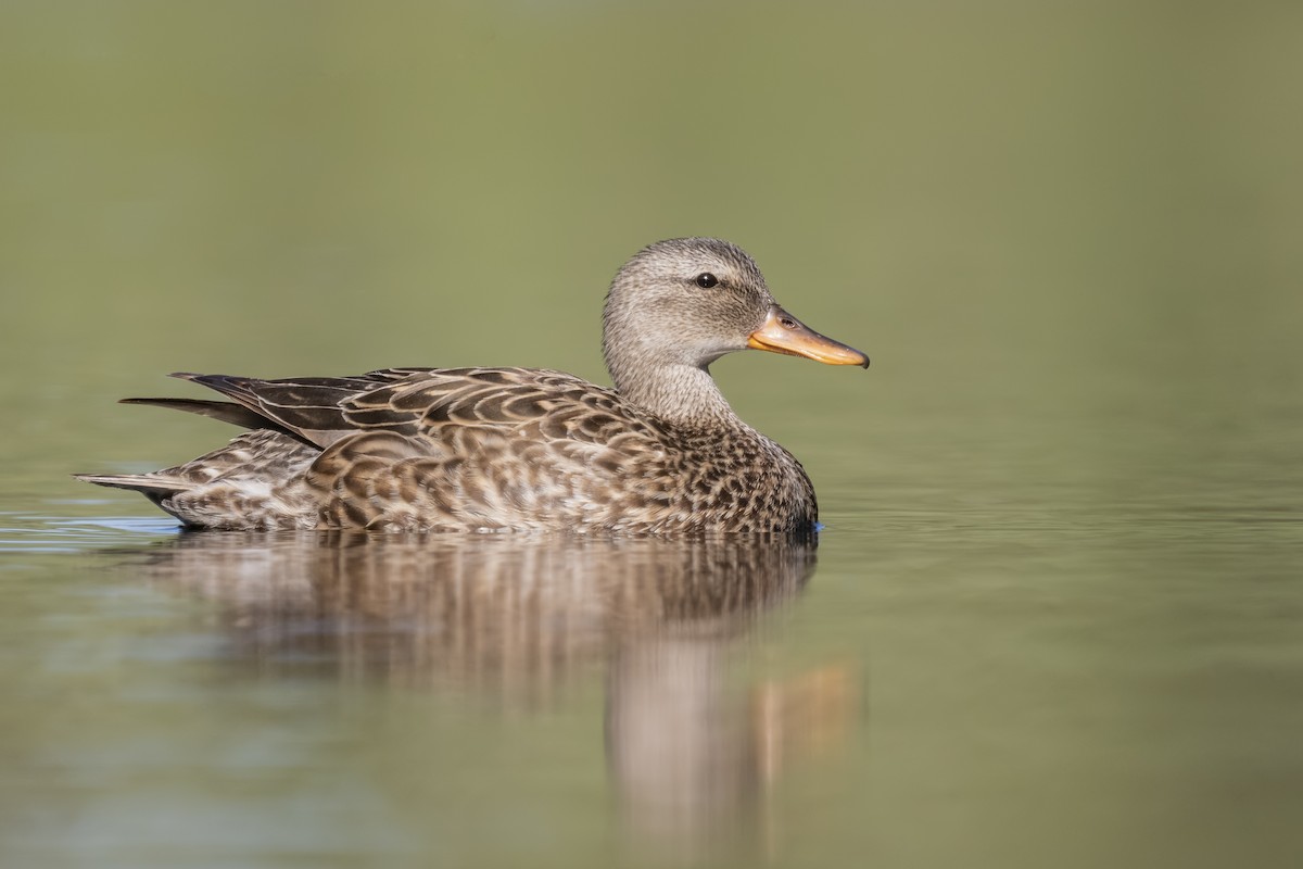 Gadwall - Sharif Uddin