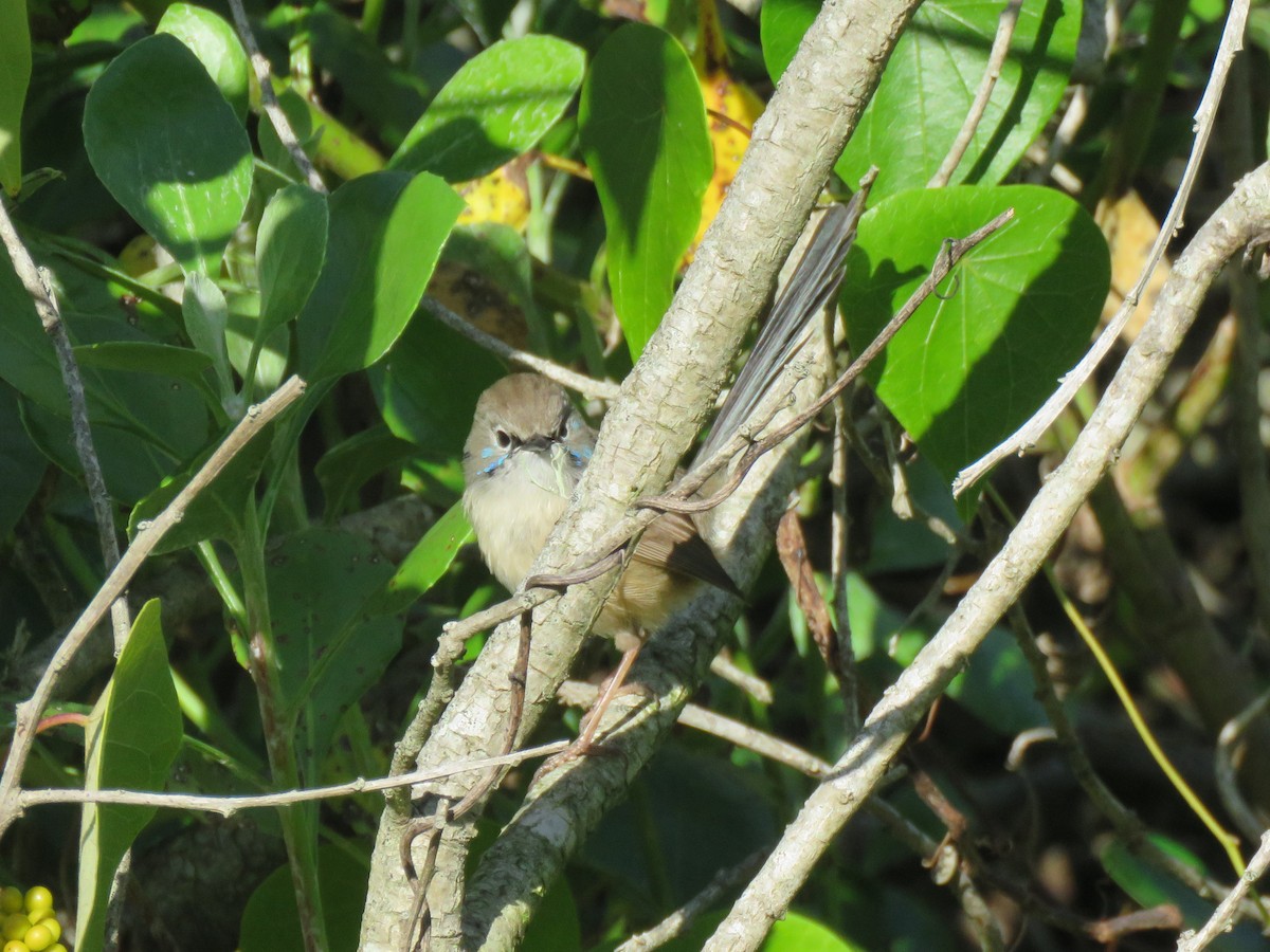 Variegated Fairywren - Jennifer Smith