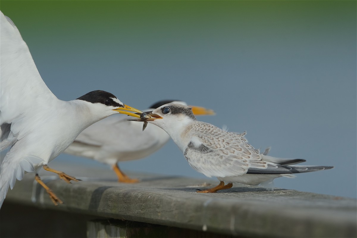 Least Tern - ML246146871