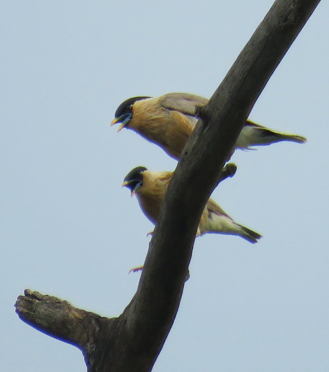 Brahminy Starling - Santharam V