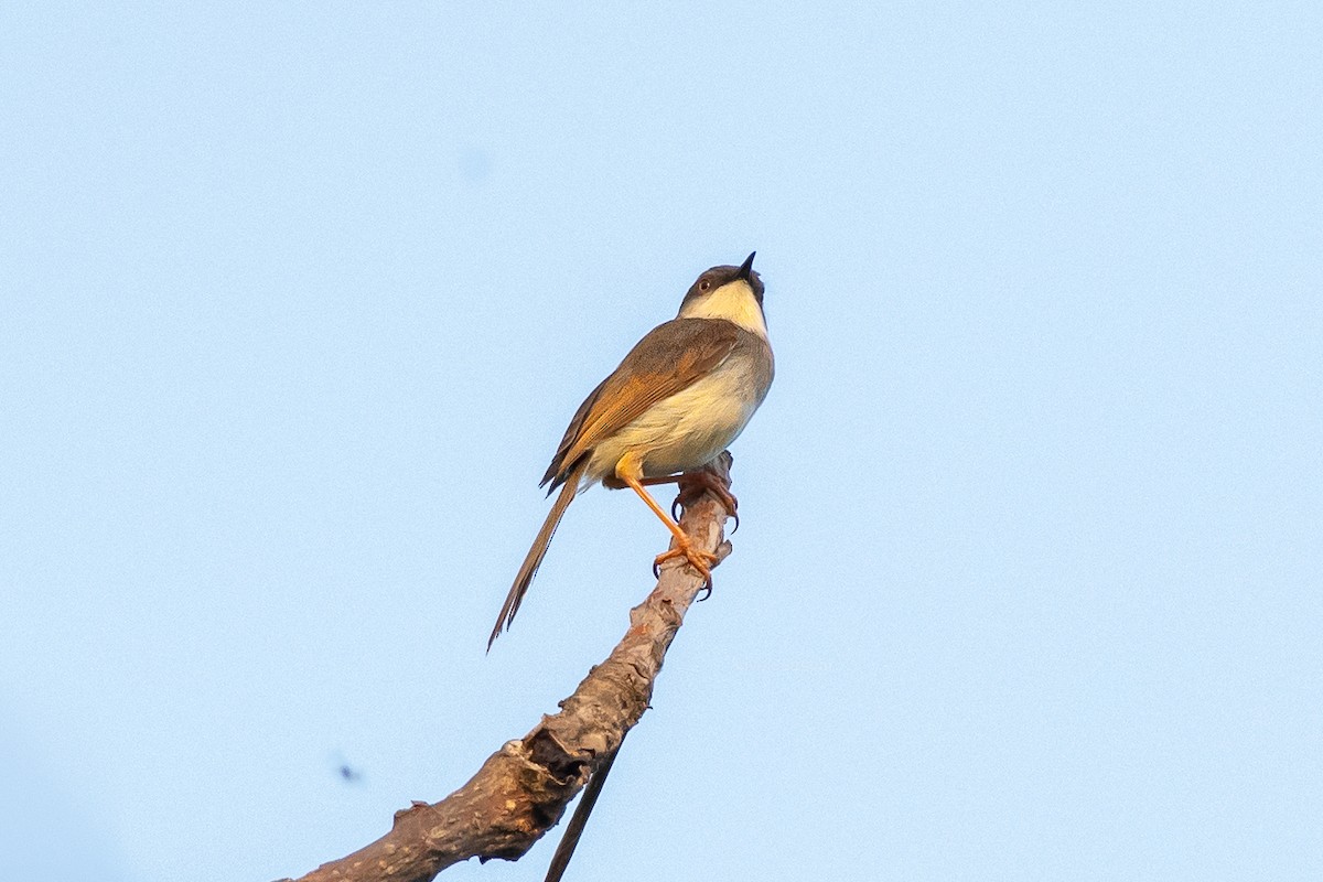 gråbrystprinia - ML246148871