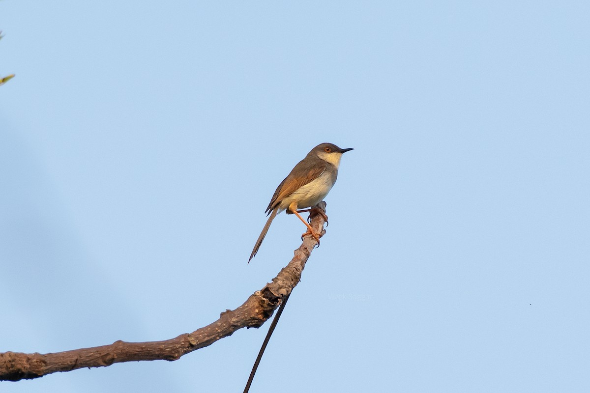 Gray-breasted Prinia - Vivek Saggar