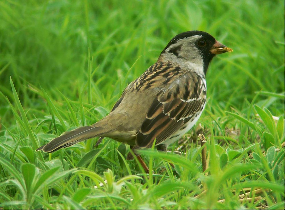 Harris's Sparrow - ML24614891