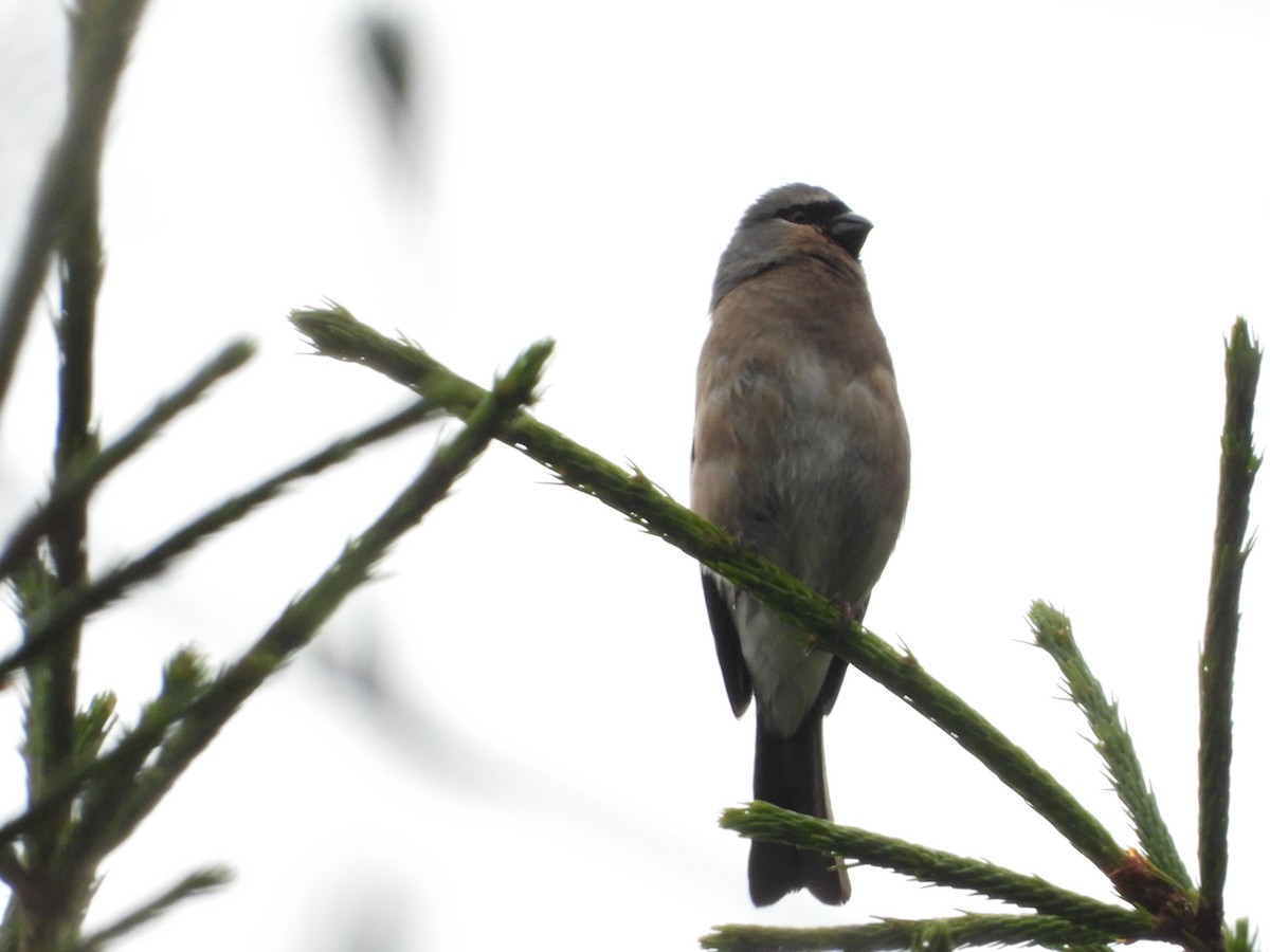 Taiwan Bullfinch - ML246152601