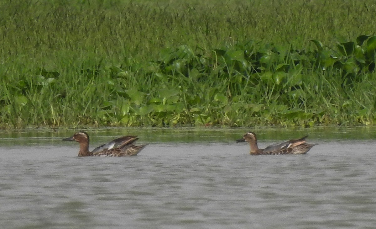 Garganey - ML246152791