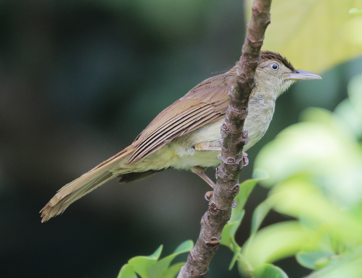 Buff-vented Bulbul - Neoh Hor Kee